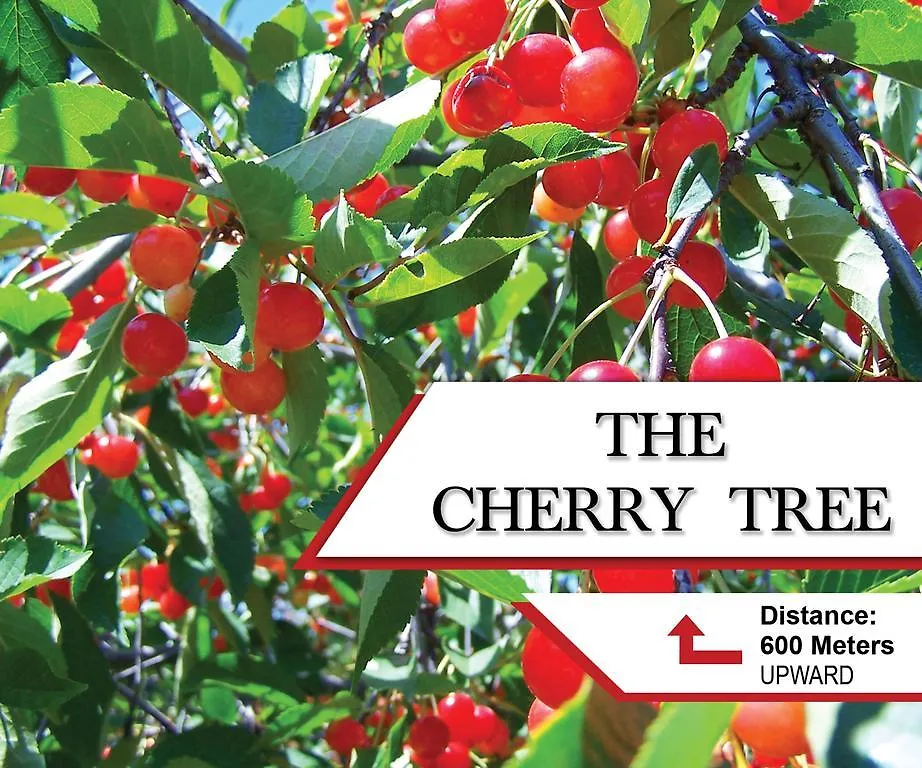 شقة كاندي  في The Cherry Tree